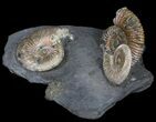 Iridescent Ammonite Fossils Mounted In Shale - x #38110-1